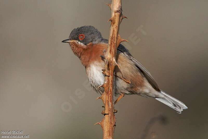 Fauvette passerinette mâle adulte nuptial, identification