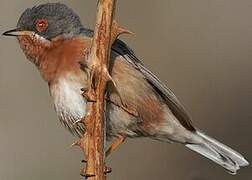 Western Subalpine Warbler