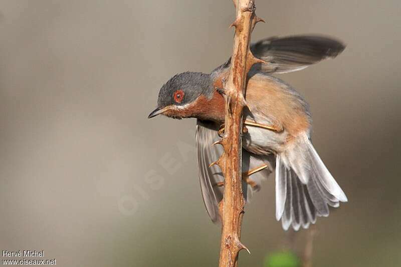 Western Subalpine Warbler male adult breeding, Flight