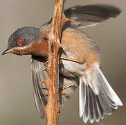 Western Subalpine Warbler