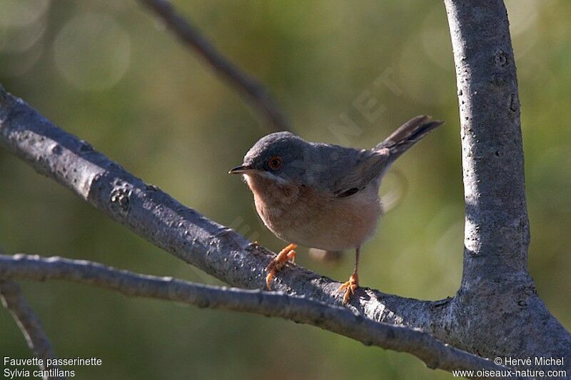 Western Subalpine Warbler male adult breeding