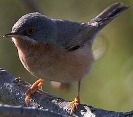 Fauvette passerinette