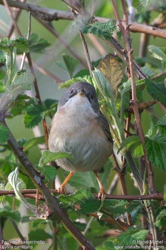 Subalpine Warbler female adult breeding