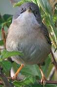 Western Subalpine Warbler