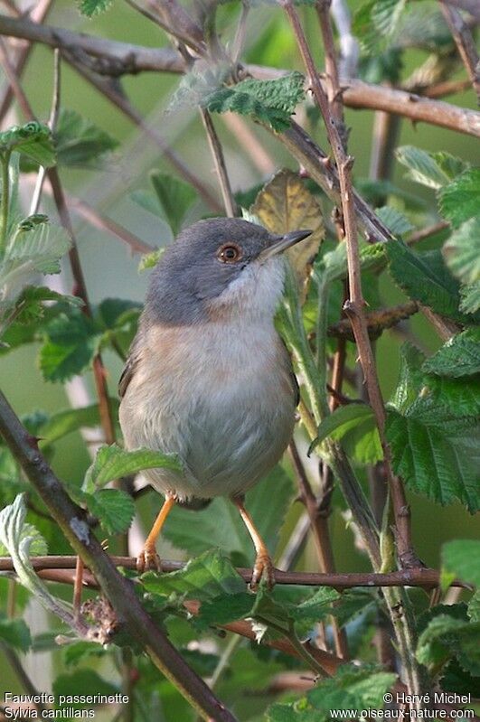 Subalpine Warbler female adult breeding