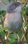 Western Subalpine Warbler