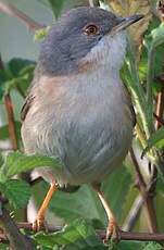 Fauvette passerinette