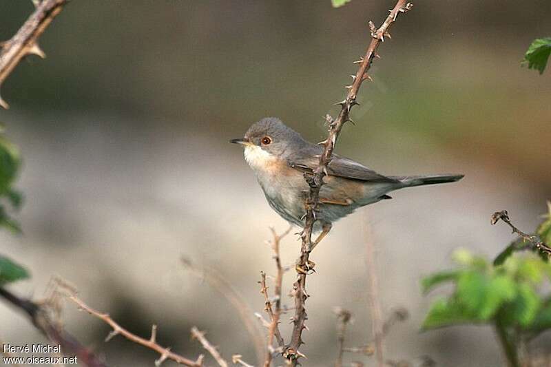 Fauvette passerinette femelle adulte nuptial, identification