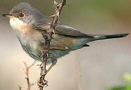 Western Subalpine Warbler