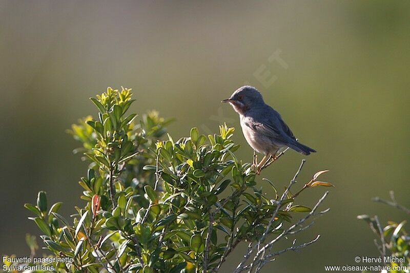 Subalpine Warbler male adult breeding