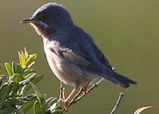 Fauvette passerinette