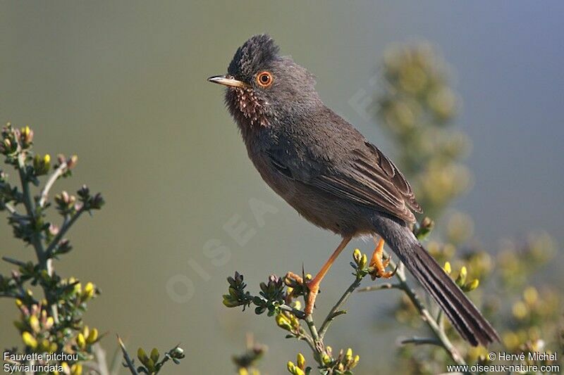 Dartford Warbler male adult