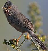 Dartford Warbler