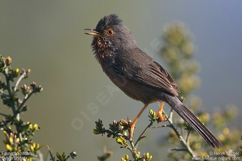 Dartford Warbler male adult breeding