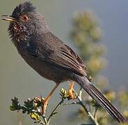 Dartford Warbler