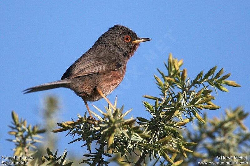 Dartford Warbler male adult breeding