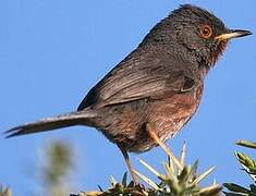 Dartford Warbler