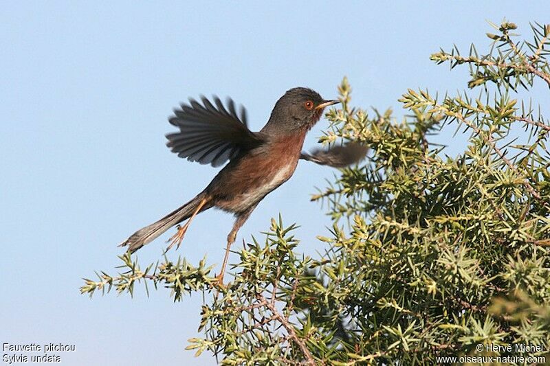 Dartford Warbler male adult breeding