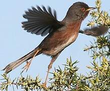 Dartford Warbler