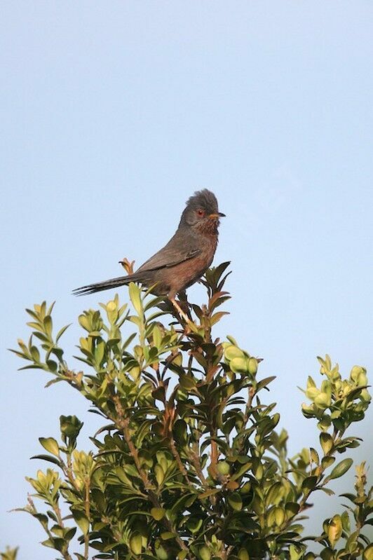 Dartford Warbler