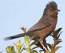 Dartford Warbler