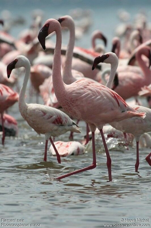 Lesser Flamingoadult breeding