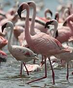 Lesser Flamingo