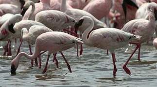 Lesser Flamingo