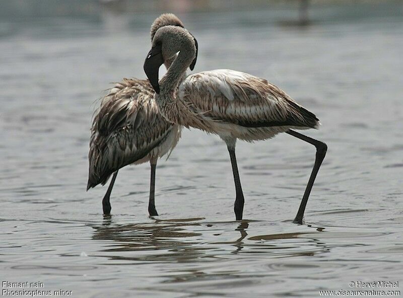 Lesser Flamingojuvenile