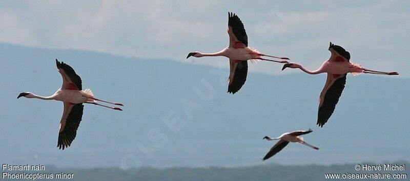 Flamant nainadulte