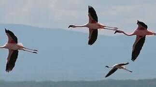 Lesser Flamingo