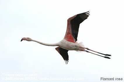 Greater Flamingoadult breeding