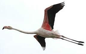 Flamant rose