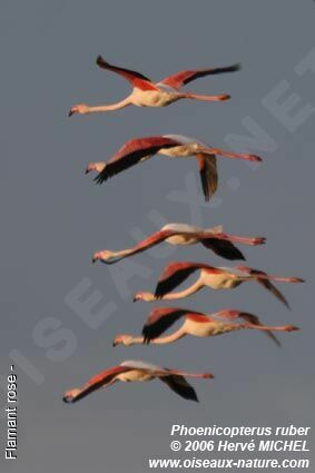 Flamant rose