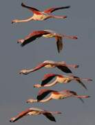 Greater Flamingo