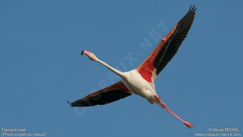 Flamant roseadulte