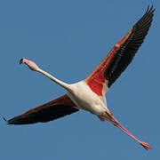 Greater Flamingo