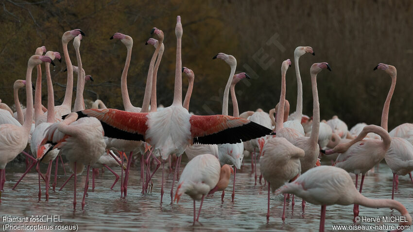 Flamant rose