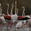 Flamant rose