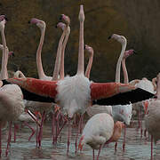 Greater Flamingo