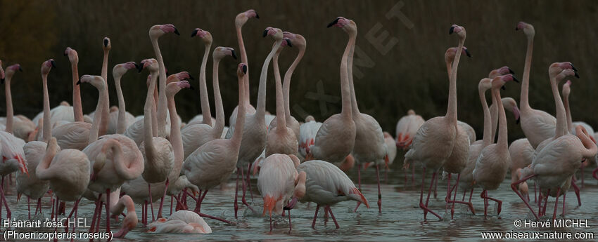 Greater Flamingo