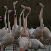 Greater Flamingo