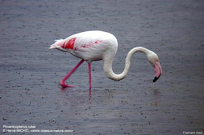 Flamant rose