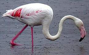 Flamant rose