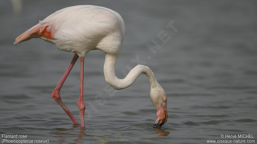 Greater Flamingo