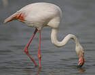 Flamant rose