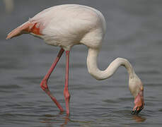 Greater Flamingo