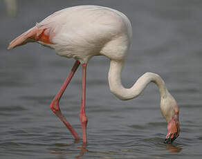 Flamant rose