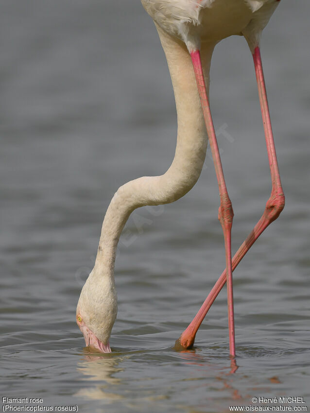 Flamant rose