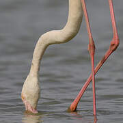 Greater Flamingo